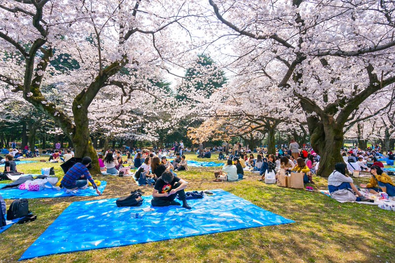 Yoyogi Park is a park in Shibuya,Tokyo, Japan.Yoyogi Park is popular for Cherry Blossom viewing and picnics