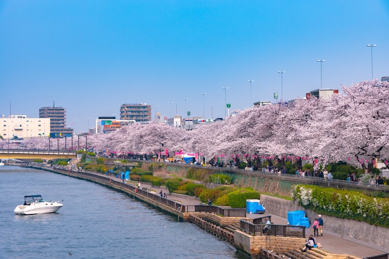 Asakusa Sumida Park cherry blossom festival. In springtime, Sumida River is surrounded by cherry blossoms