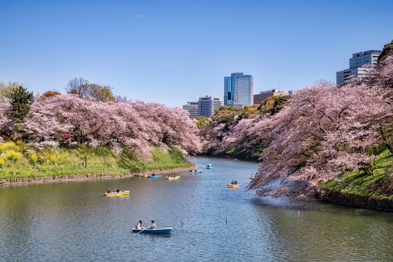 Boats on the Imperial Palace moat in Tokyo in cherry blossom season Boats on the Imperial Palace moat in Tokyo in cherry blossom season