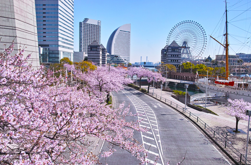 Cherry blossom street in the Minato Mirai distrct. Editorial credit: 7maru / Shutterstock.com