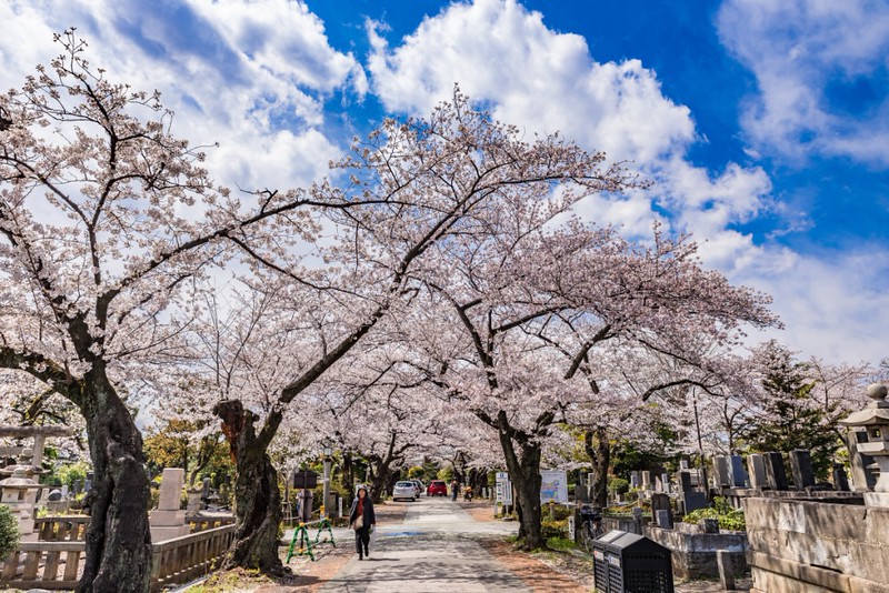 Pathway through the Sakura cherry blossom trees in full bloom at the Aoyama Cemetery, Tokyo, Japan