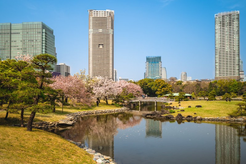 View of the lake, bridge, and cherry blossom trees in Hama Rikyu Garden, a public garden in Tokyo, Japan, surrounded by tall buildings