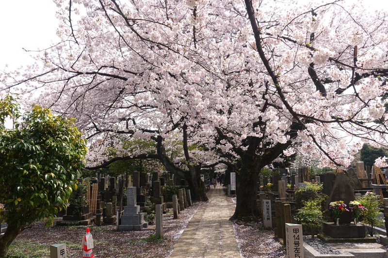 A path through the trees in Yanaka Cemetery, Tokyo, Japan, during cherry blossom season