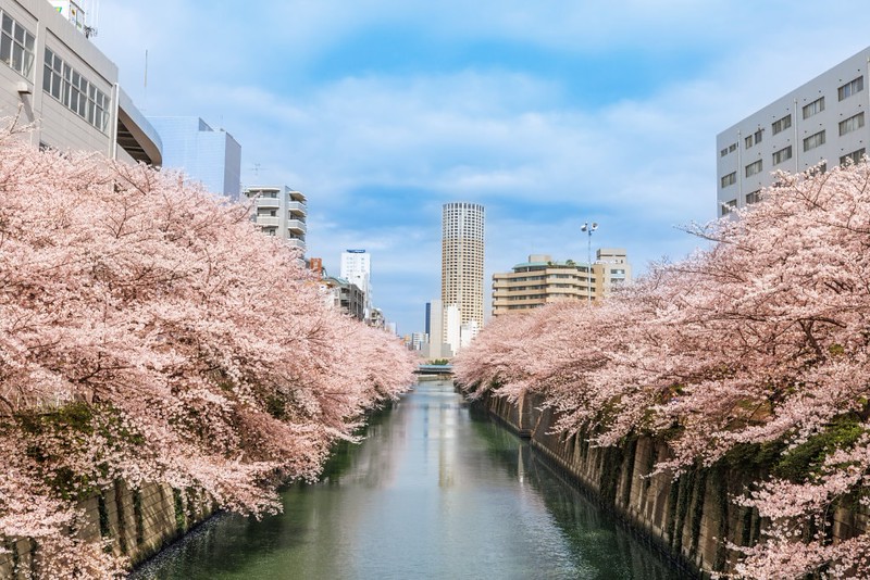 Cherry blossoms in full bloom along the Meguro River, Tokyo, with tall buildings in the background