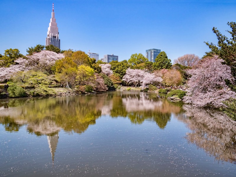 Cherry blossom and Shinjuku buildings reflected in the lake in Shinjuku Gyoen National Garden, Tokyo Cherry blossom and Shinjuku buildings reflected in the lake in Shinjuku Gyoen National Garden, Tokyo