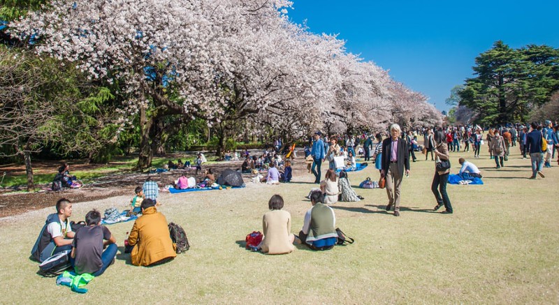 Cherry blossoms festival in the Shinjuku Gyoen National Gardens in Tokyo, Japan. Shinjuku Gyoen is a large park with an eminent garden in Shinjuku and Shibuya