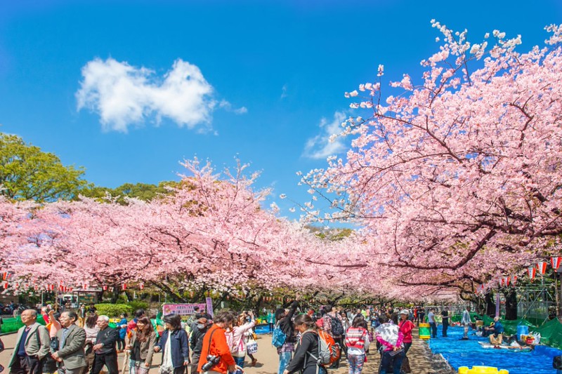 Groups of people gather under the trees at a cherry blossom festival in Ueno Park, Tokyo, Japan, on a sunny day Groups of people gather under the trees at a cherry blossom festival in Ueno Park, Tokyo, Japan, on a sunny day
