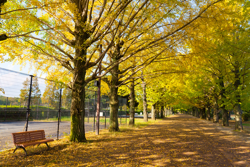 Golden ginkgo avenue in Yamashita Park, Yokohama.. Editorial credit: structuresxx / Shutterstock.com