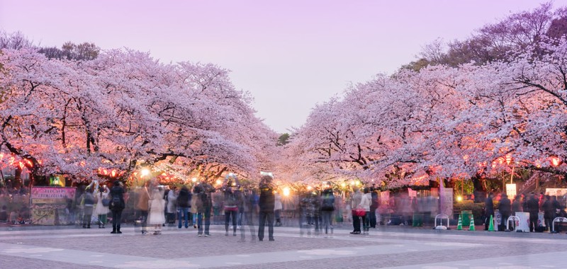 Cherry blossom (Sakura) along the playground with crowded people in Hanami festival Ueno Park in Tokyo, Japan