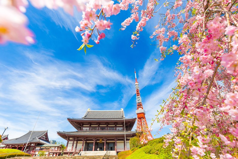 Blooming sakura flower cherry blossom in Zojoji temple with Tokyo Tower, Japan
