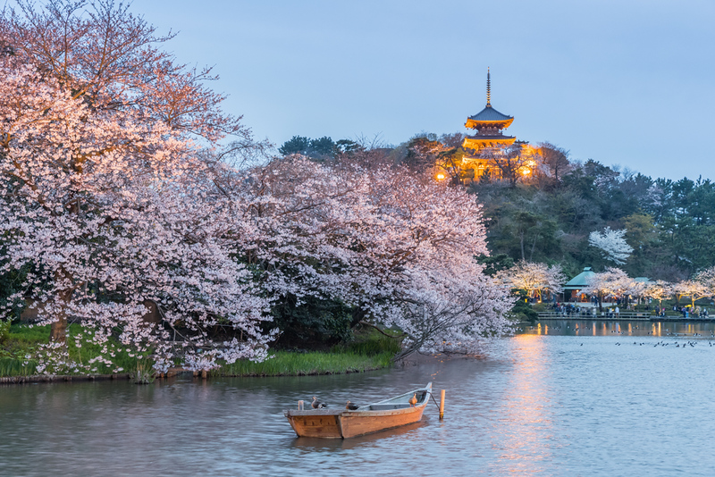 Cherry blossoms in the evening at Sankeien Garden, Yokohama. Editorial credit: Sakarin Sawasdinaka / Shutterstock.com