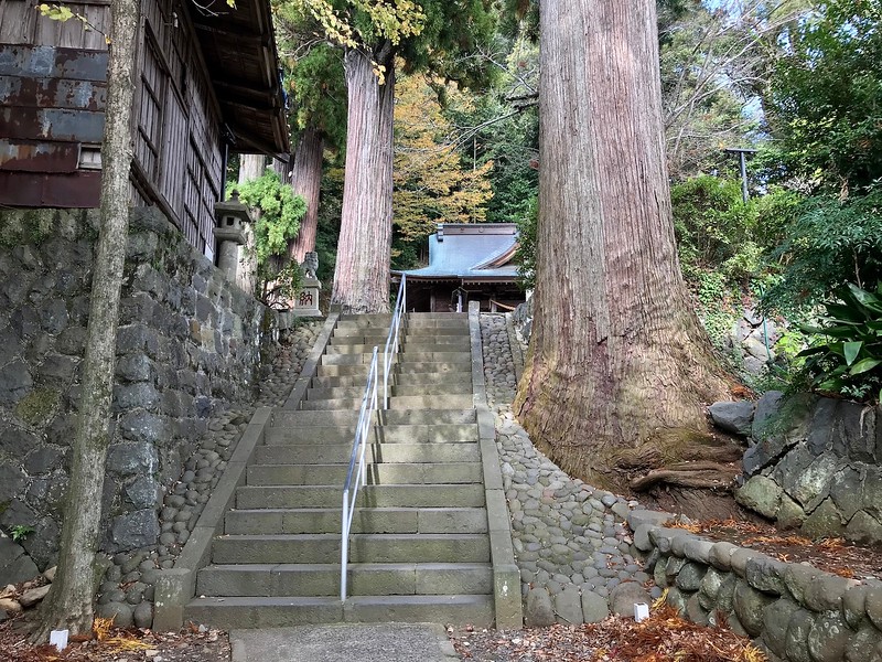The cedars in Hie Shrine.