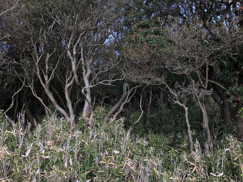 Trees beside the hiking trail.