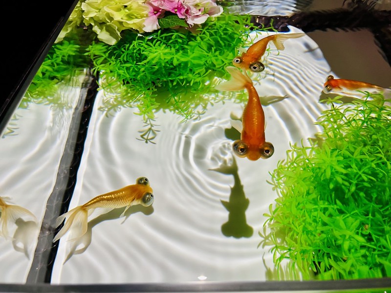 Several bug-eyed goldfish swim in a clear cuboid tank in the Art Aquarium in Mitsukoshi Ginza, Tokyo