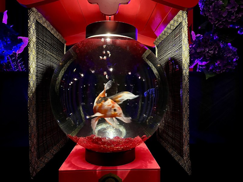 An elegant-tailed specimen swims in one of the spherical tanks in the “Chochinrium” exhibit in the Art Aquarium in Mitsukoshi Ginza, Tokyo
