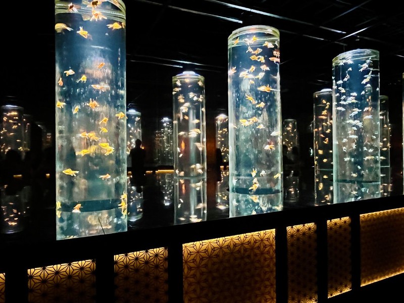 Small goldfish swim in spherical tanks surrounded by infinity mirrors  in the Art Aquarium in Mitsukoshi Ginza, Tokyo