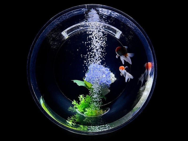 Two fantailed goldfish swim in a circular tank in the Art Aquarium in Mitsukoshi Ginza, Tokyo