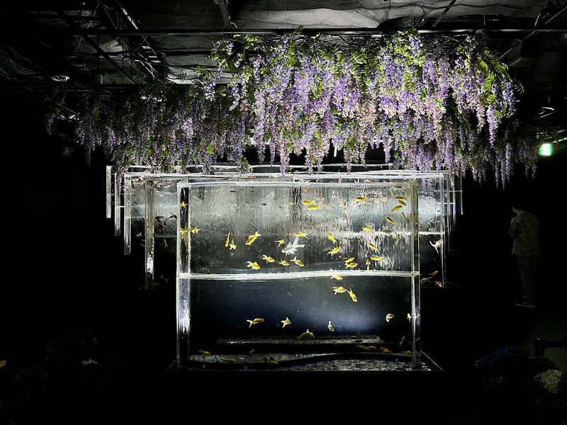 Great clouds of wisteria hang above the fishtanks in the Art Aquarium in Mitsukoshi Ginza, Tokyo