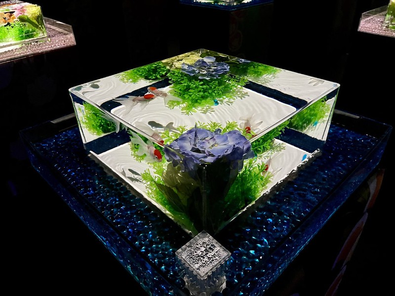 Several Red Cap Oranda goldfish, notable for their large, reddish headgrowth swim in a cubed tank in the Art Aquarium in Mitsukoshi Ginza, Tokyo