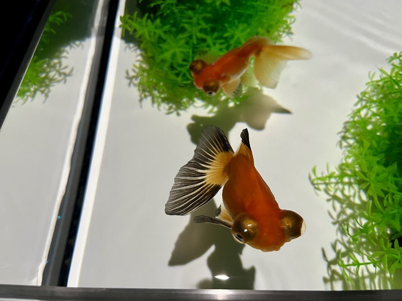 Close up of two Red Cap Oranda goldfish with striking orange and black tail and bulging eyes in the Art Aquarium in Mitsukoshi Ginza, Tokyo