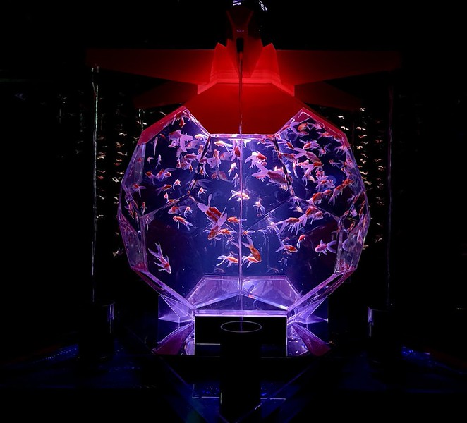 Violet light illuminates the Origamirium, a geometric tank full of goldfish in the Art Aquarium in Mitsukoshi Ginza, Tokyo