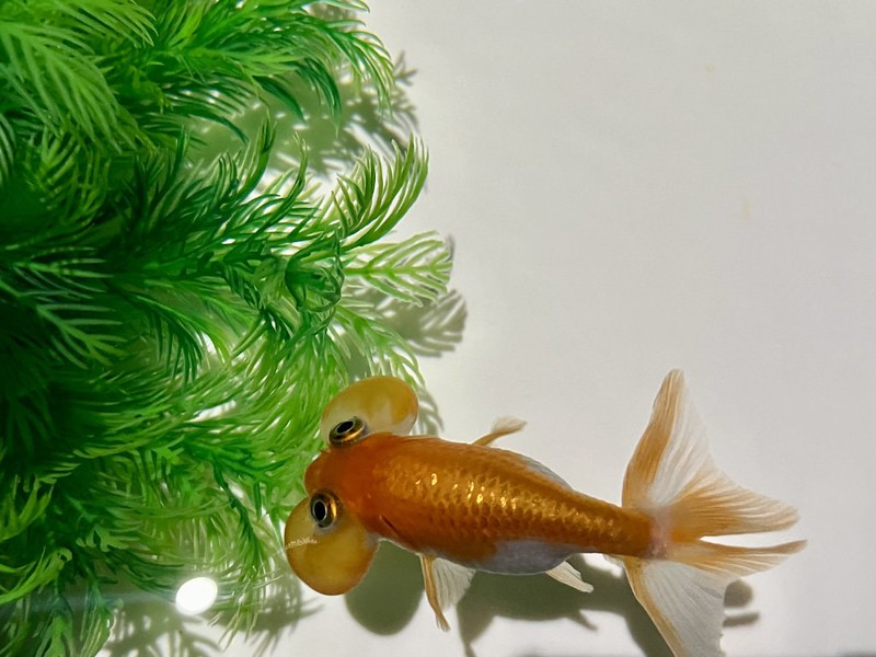 Close up of a goldfish with large fluid-filled sacs on the sides of its head in the Art Aquarium in Mitsukoshi Ginza, Tokyo